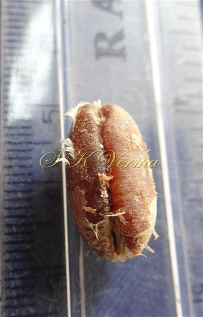 Seed